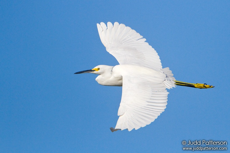 Snowy Egret, Everglades National Park, Florida, United States