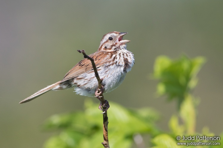 Song Sparrow, Acadia National Park, Maine, United States