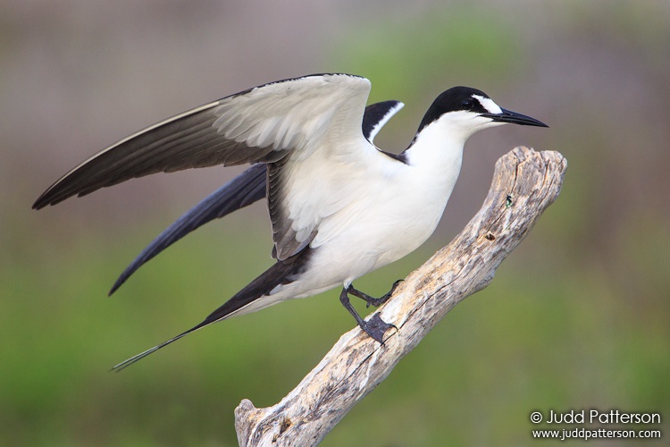 Sooty Tern, Dry Tortugas National Park, Florida, United States