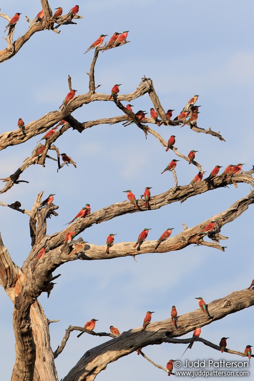 Southern Carmine Bee-eater, Chobe National Park, Botswana