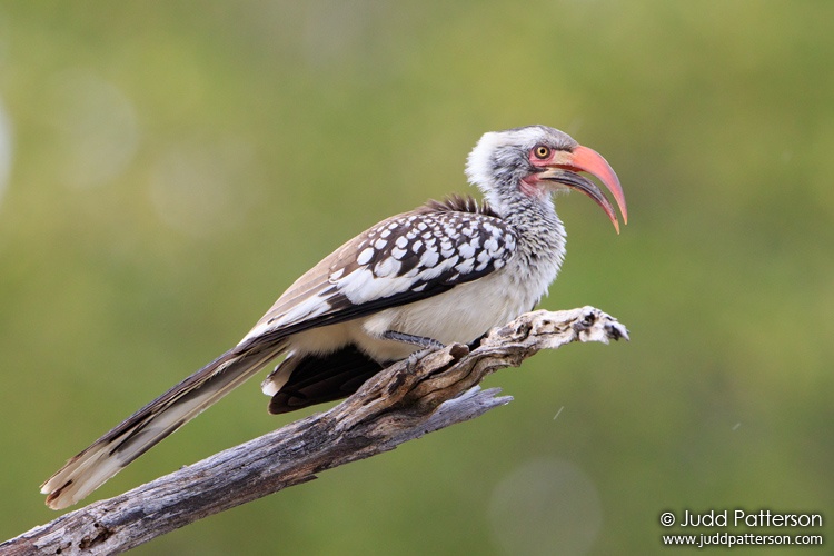 Southern Red-billed Hornbill, Moremi Game Reserve, Botswana