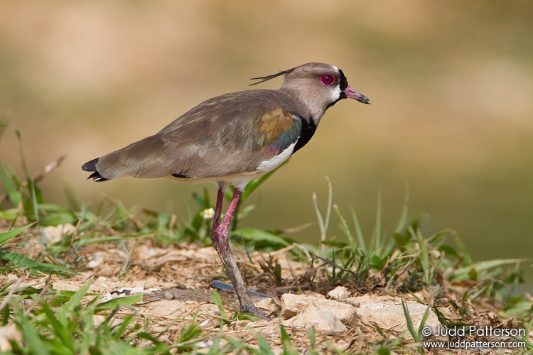 Southern Lapwing, Trinidad, Trinidad and Tobago