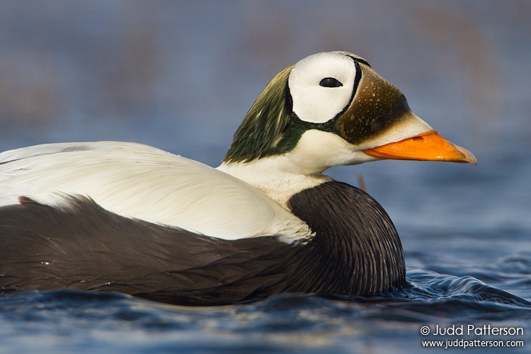 Spectacled Eider, Barrow, Alaska, United States