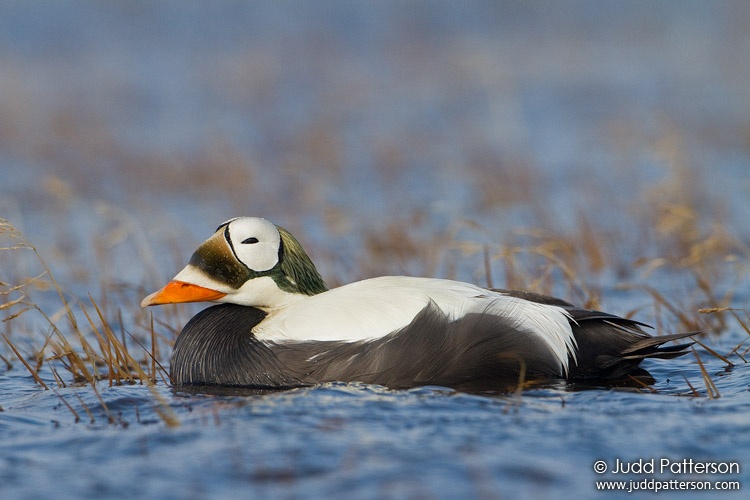 Spectacled Eider, Barrow, Alaska, United States