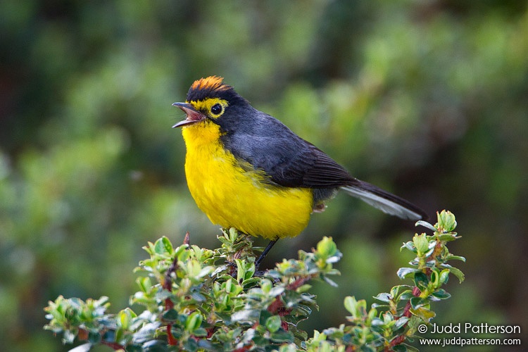 Spectacled Redstart, Cayambe-Coca Ecological Reserve, Ecuador