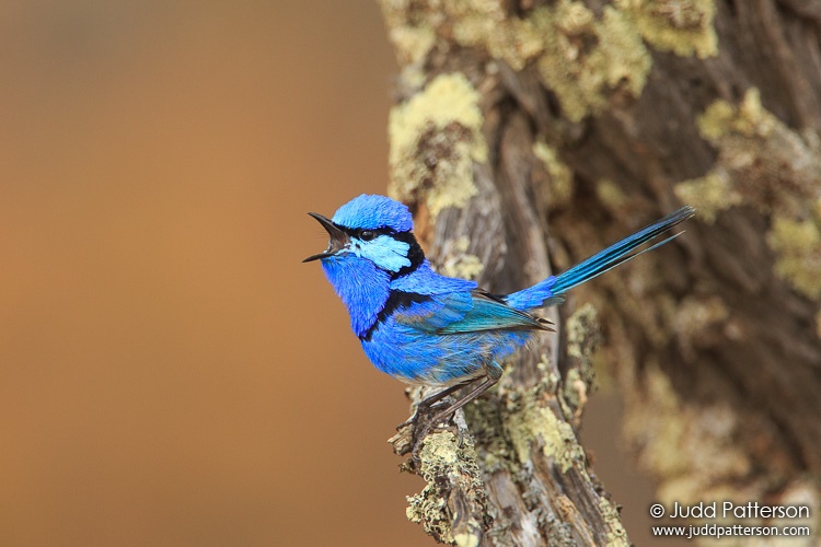 Splendid Fairywren, Wyperfeld National Park, Australia