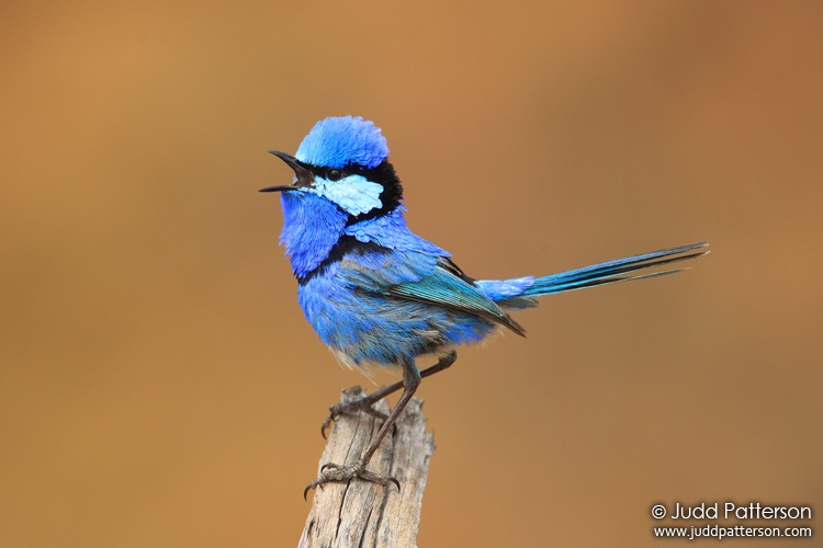 Splendid Fairywren, Wyperfeld National Park, Victoria, Australia