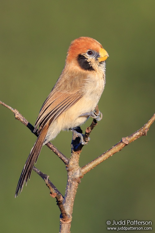 Spot-breasted Parrotbill, Doi Pha Hom Pok National Park, Thailand