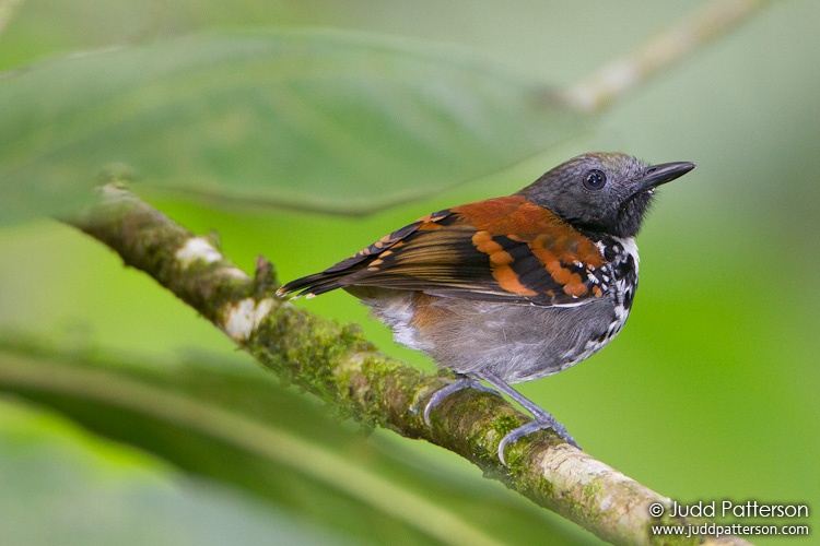 Spotted Antbird, Arenal Observatory Lodge, Alajuela, Costa Rica