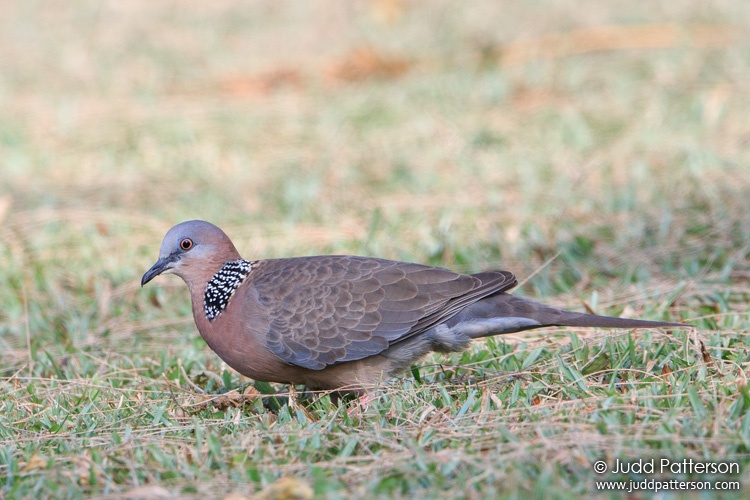 Spotted Dove, Hilo, Hawaii, United States