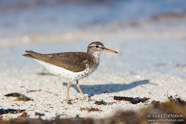 Spotted Sandpiper, Dry Tortugas National Park, Florida, United States