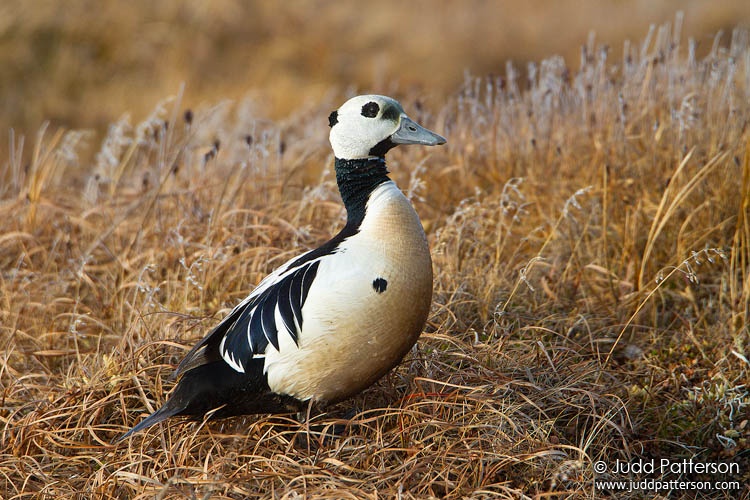 Steller's Eider, Barrow, Alaska, United States