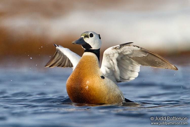 Steller's Eider, Barrow, Alaska, United States