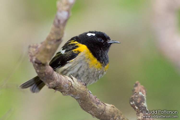 Stitchbird, Tiritiri Matangi Island, New Zealand