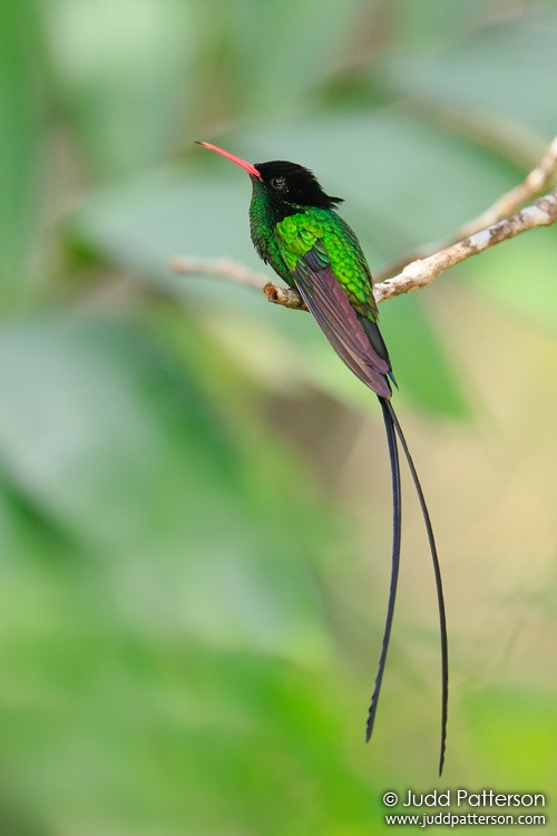 Streamertail, Rocklands Bird Sanctuary, Jamaica