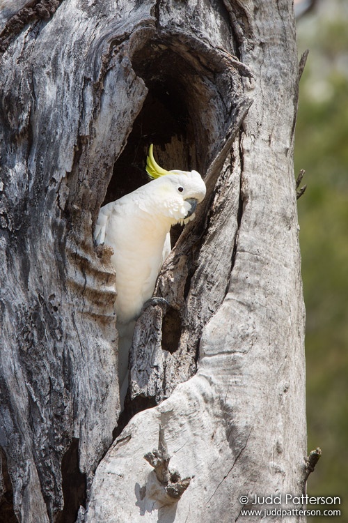 Sulphur-crested Cockatoo, Royal National Park, New South Wales, Australia