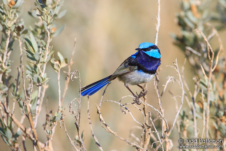 Superb Fairywren, Western Treatment Plant, Victoria, Australia