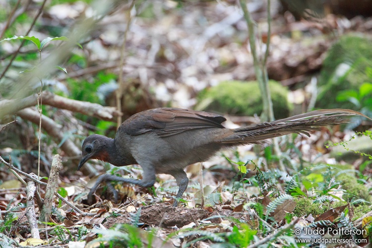 Superb Lyrebird, Budderoo National Park, New South Wales, Australia