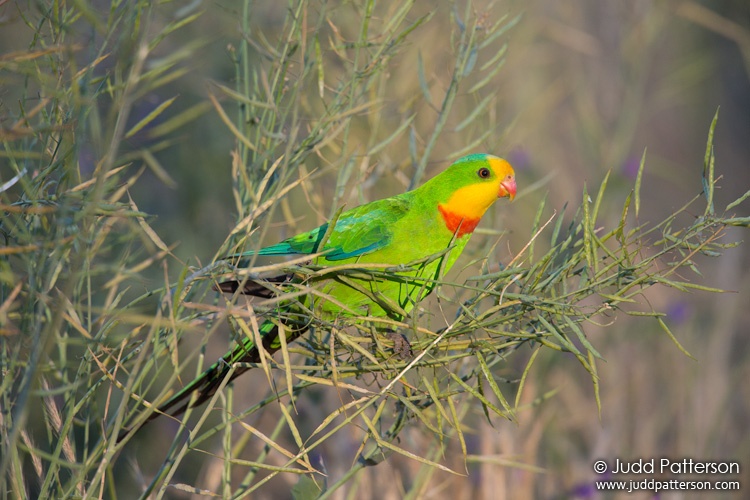 Superb Parrot, New South Wales, Australia