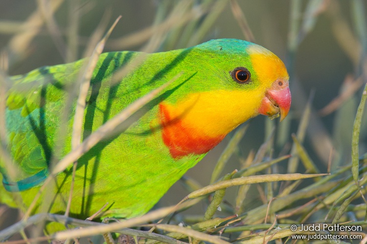 Superb Parrot, New South Wales, Australia