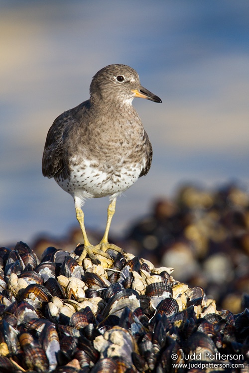Surfbird, Crystal Cove State Park, California, United States
