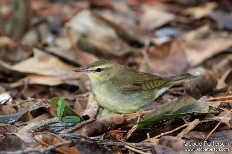 Swainson's Warbler, A.D. Barnes Park, Miami-Dade County, Florida, United States