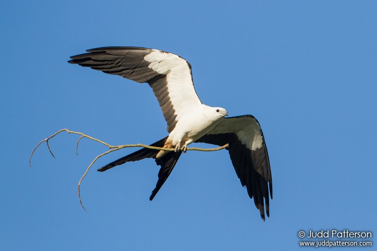 Swallow-tailed Kite, Broward County, Florida, United States