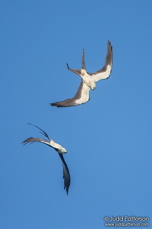 Swallow-tailed Kite, Broward County, Florida, United States