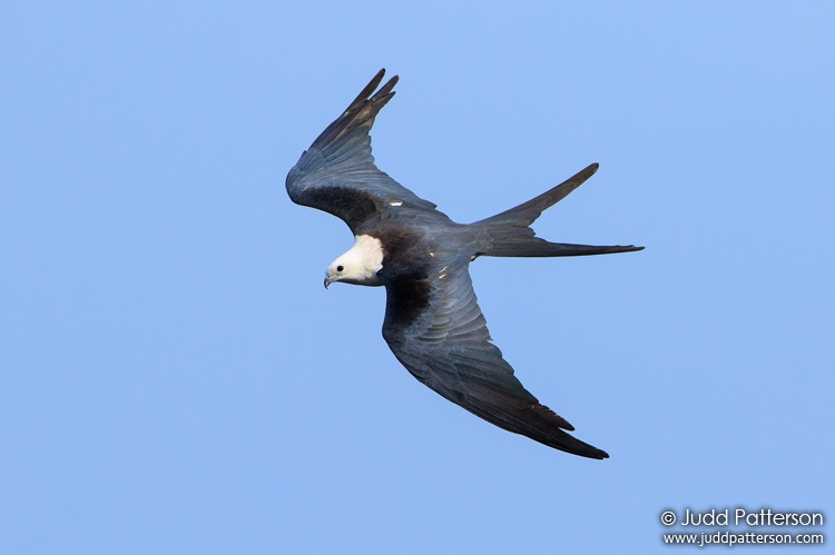 Swallow-tailed Kite, Lake Woodruff National Wildlife Refuge, Florida, United States