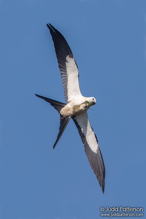 Swallow-tailed Kite, Dinner Island Wildlife Management Area, Hendry County, Florida, United States