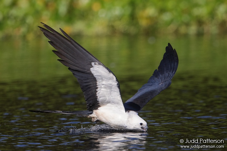 , Lake Woodruff National Wildlife, Florida, United States