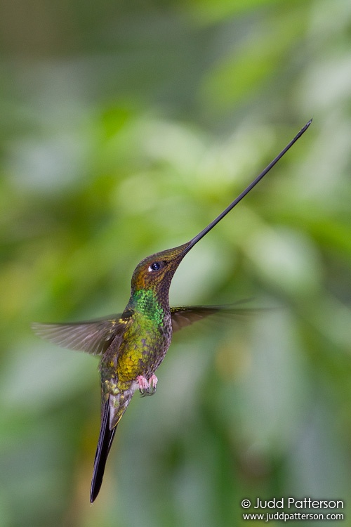 , Guango Lodge, Ecuador