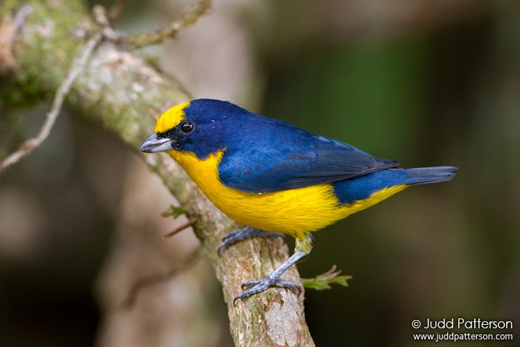 Thick-billed Euphonia, Gamboa, Panama