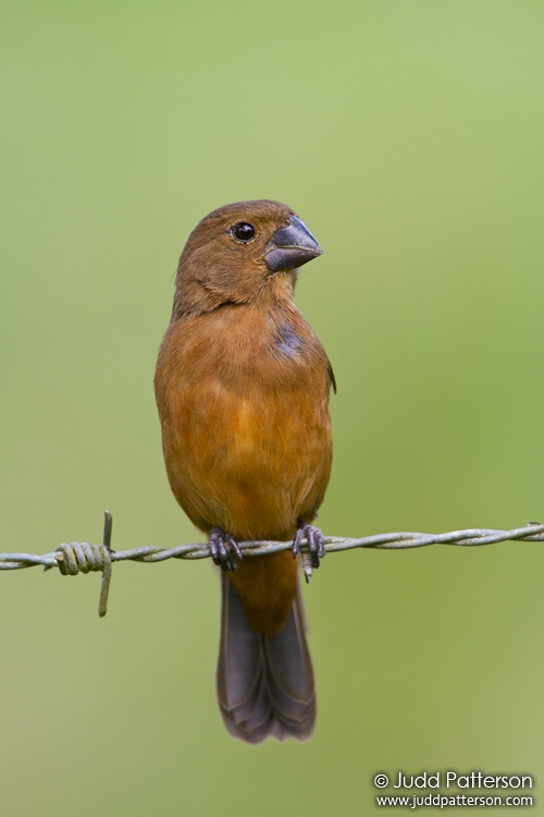 Thick-billed Seed-Finch, Heredia, Costa Rica