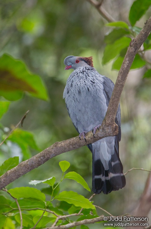 Topknot Pigeon, Budderoo National Park, New South Wales, Australia