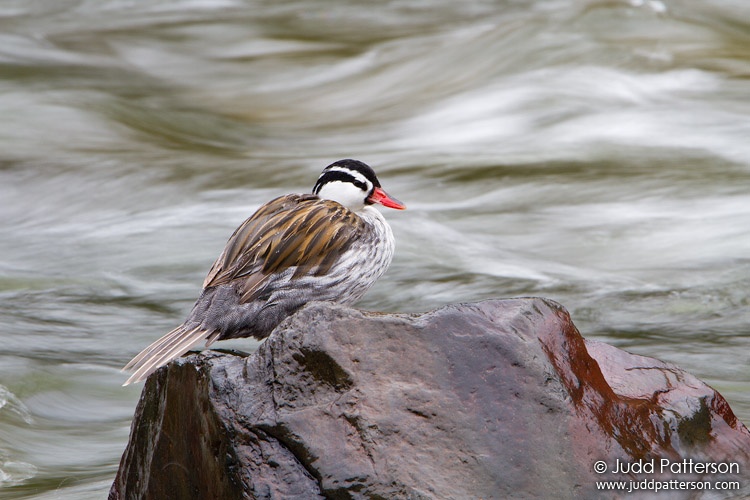 Torrent Duck, Guango Lodge, Ecuador