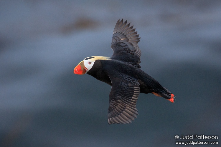 Tufted Puffin, St. Paul Island, Alaska, United States