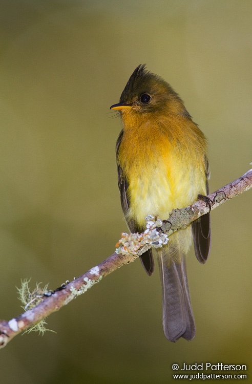 Tufted Flycatcher, Savegre Mountain Lodge, Cartago, Costa Rica