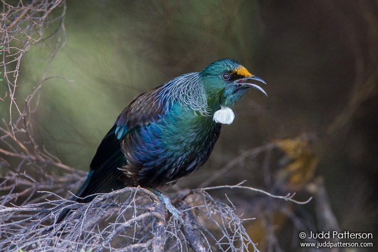 Tui, Tiritiri Matangi Island, New Zealand