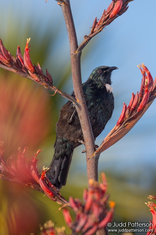 Tui, Tiritiri Matangi Island, New Zealand