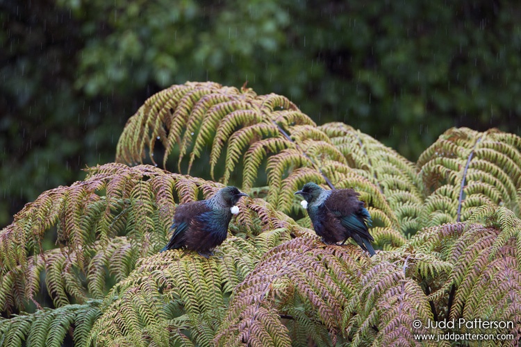 Tui, Stewart Island, New Zealand