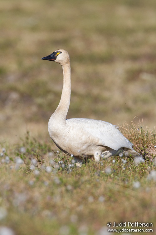 Tundra Swan, Seward Peninsula, Nome, Alaska, United States