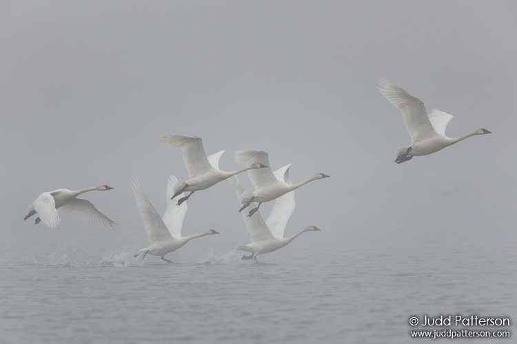 Tundra Swan, Seward Peninsula, Nome, Alaska, United States