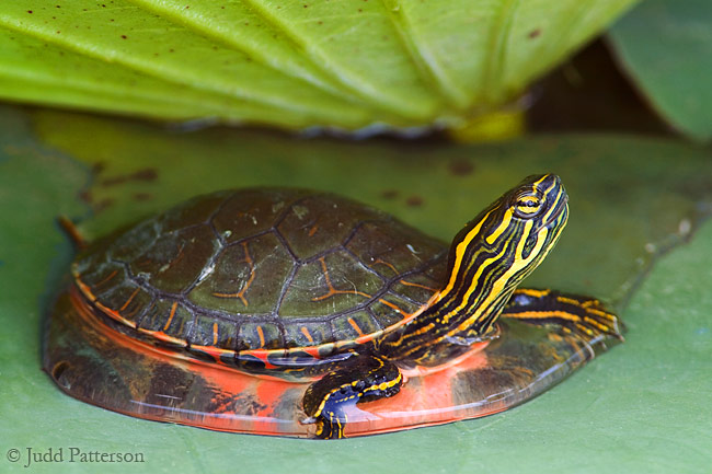 Taking a Dip, DeSoto National Wildlife Refuge, Nebraska, United States