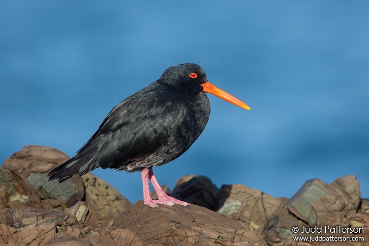 Variable Oystercatcher, Gulf Harbour, New Zealand