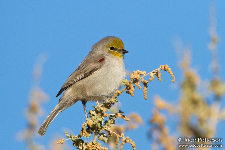 Verdin, Henderson Bird Viewing Preserve, Nevada, United States