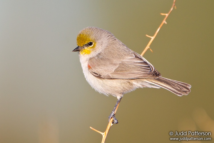 Verdin, Henderson Bird Viewing Preserve, Nevada, United States
