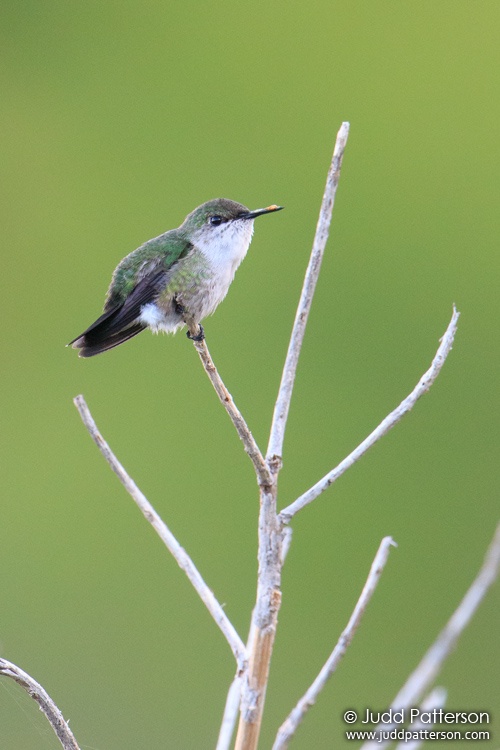 Vervain Hummingbird, Montego Bay, Jamaica