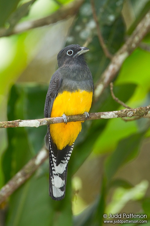 Violaceous Trogon, Asa Wright Nature Center, Trinidad, Trinidad and Tobago