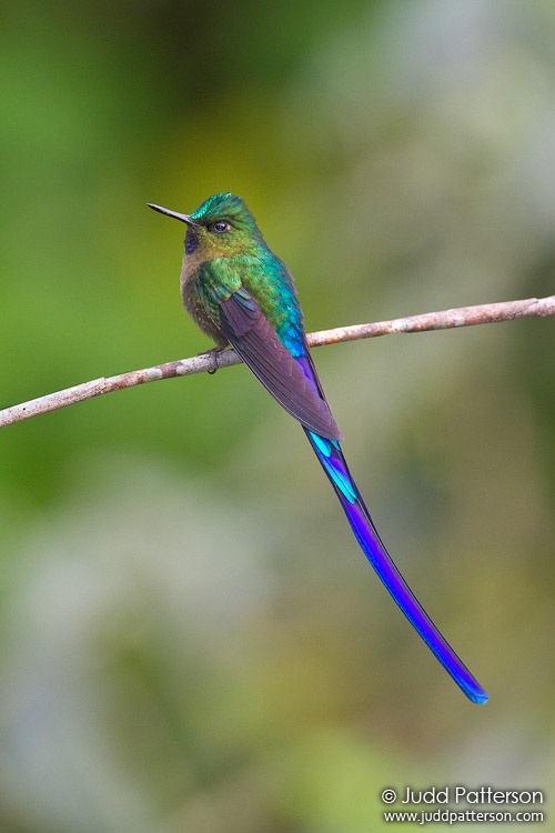 Violet-tailed Sylph, Ecuador